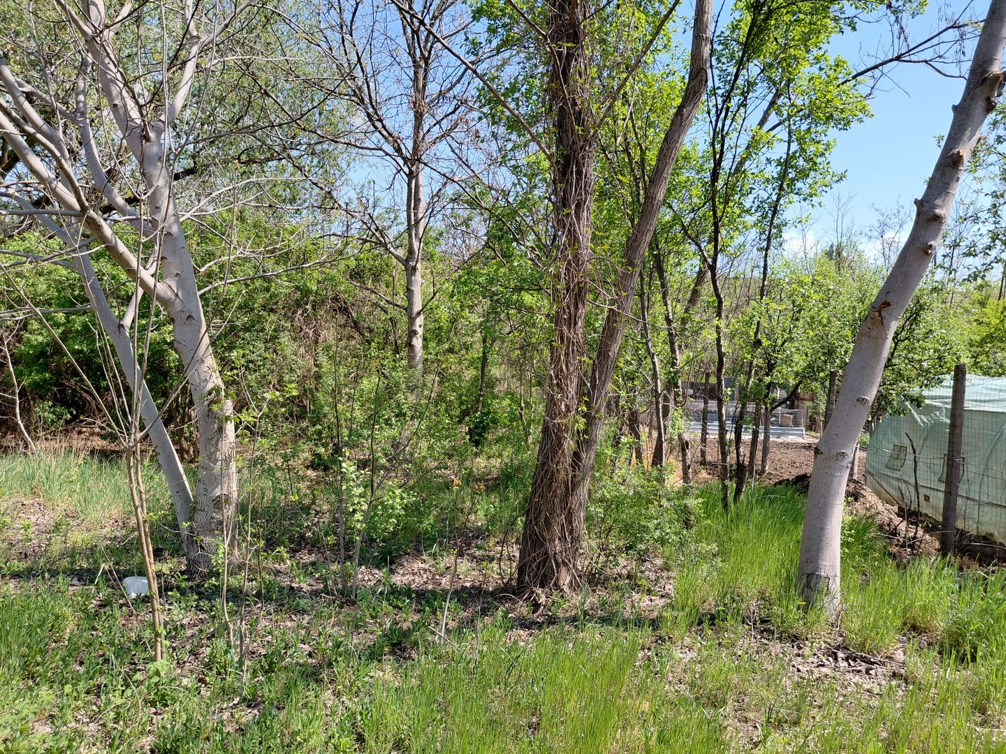 Teren intravilan 3.250 mp în Filești – Ideal pentru casă sau investiție! - Poză 16