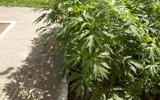 Teren în 1 Decembrie, judet Bucuresti Ilfov - Poză 6