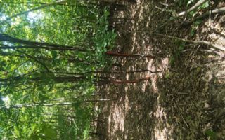 Teren forestier de vânzare, 1 ha, județul Neamț, comunele Rediu Borlești, OS Tazlău - Poză 4