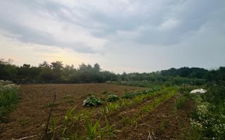 Teren intravilan de vânzare Paleu, zona Piersicilor langa padure - Poză 4
