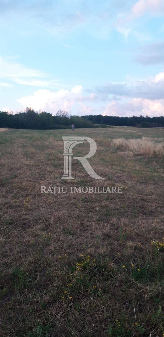 Teren extravilan | Betfia | 9664 Mp | Bihor - Poză 3