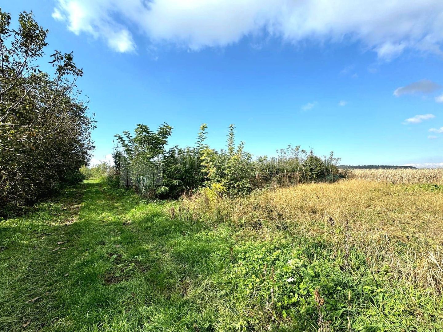 Livada+gradina, teren intravilan 2902mp, Damienesti-Bacau, comision 0 - Poză 12