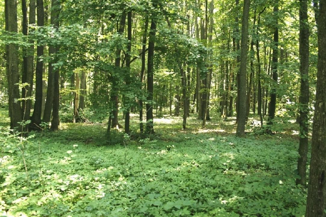 TUNARI - Centura Bucuresti, 16,7 Ha. teren (padure de peste 100 ani) - Poză 3