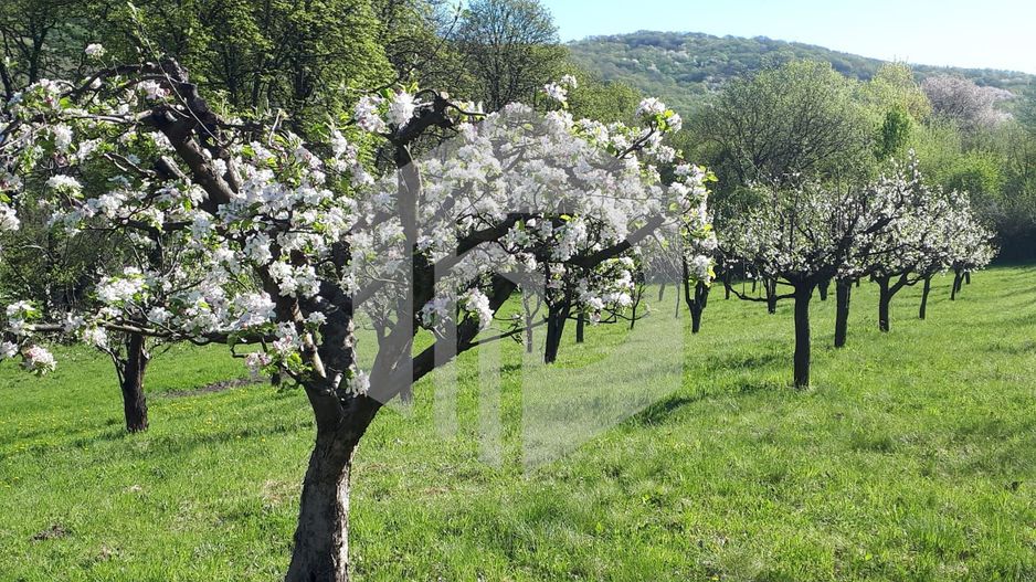 Teren de vanzare - Extravilan - 4288mp - Gusterita - 0% Comision - Poză 2