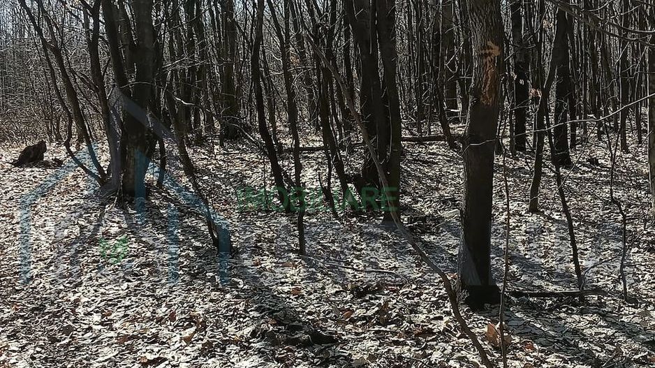 Teren forestier de vânzare, 1 ha, județul Neamț, comunele Rediu Borlești, OS Tazlău - Poză 6