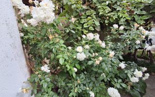 Casă de vânzare în cartierul Coiciu - Poză 2