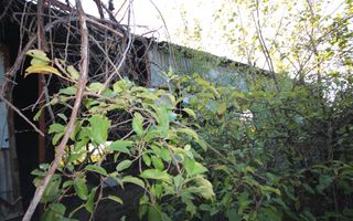 Teren de vanzare in suprafata de 5500 mp in loc.Nitchidorf - Poză 9