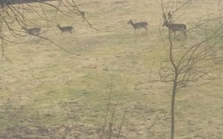 Casa Vantului si 8000 metri patrati in Abrud - Poză 6