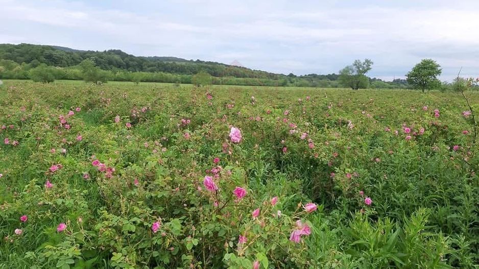 TEREN CU PLANTAȚIE DE TRANDAFIRI ,,ROSA DAMASCENA,\ \CARANSEBEȘ\JUD.CS - Poză 1