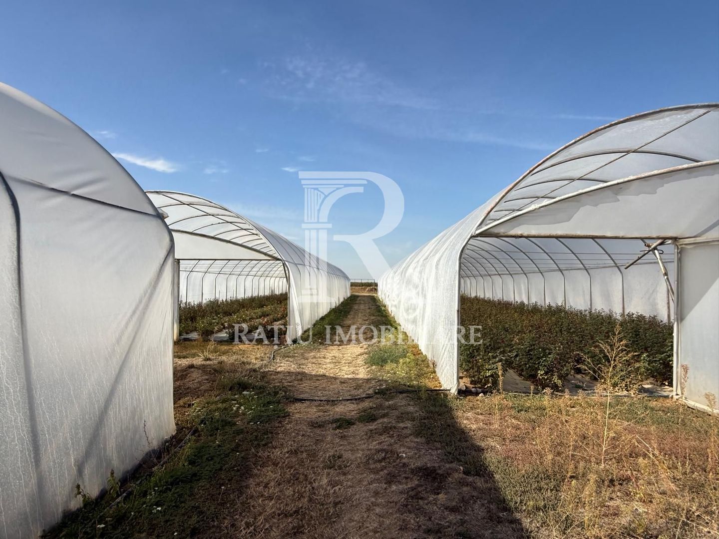 Teren intravilan agricol | 7029 mp | Satu Nou | Bihor - Poză 11
