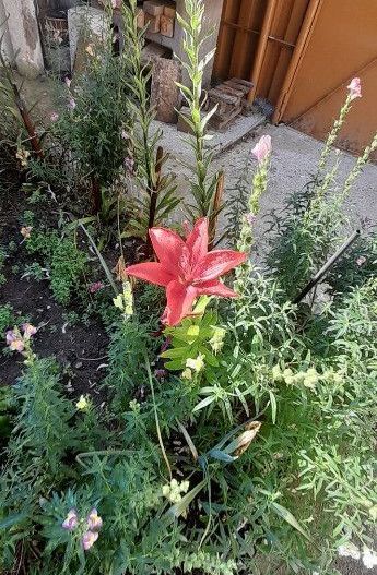 Dristor, Piata Ramnicu Sarat, casa - Poză 14