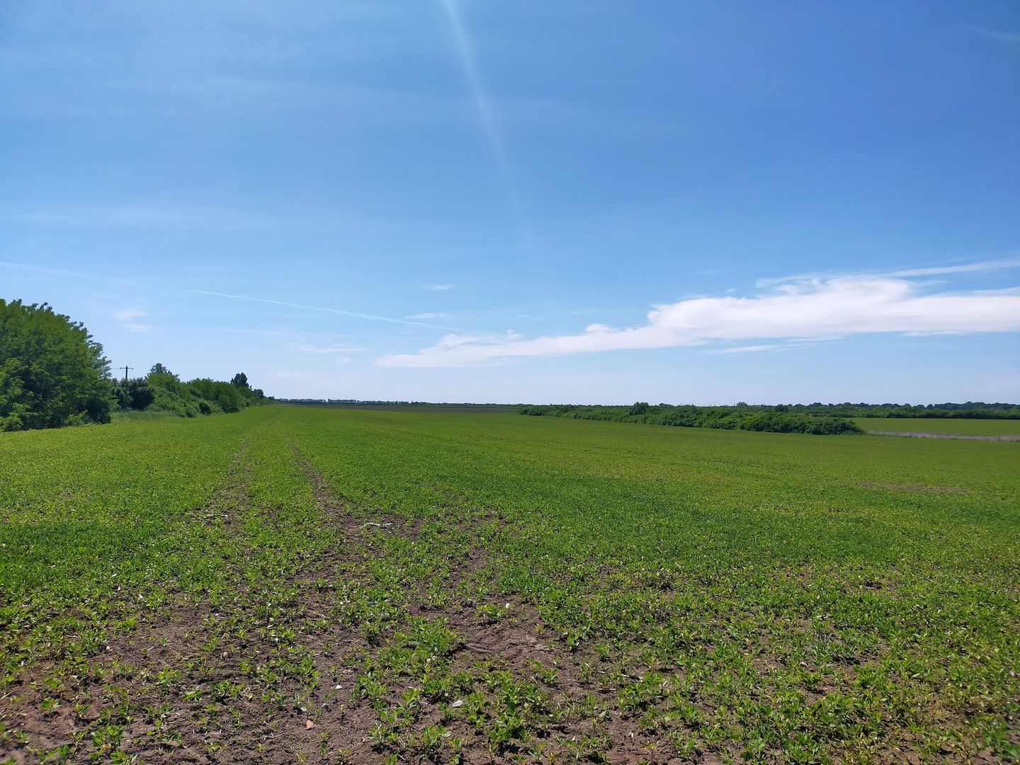 TEREN IDEAL PENTRU INVESTITII GIARMATA-PISCHIA - Poză 1