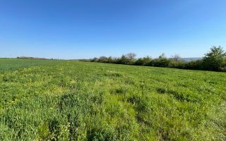 Teren agricol de 40 ari în Ghidighici – oportunitate pentru investiție sau activitate agricolă - Poză 3
