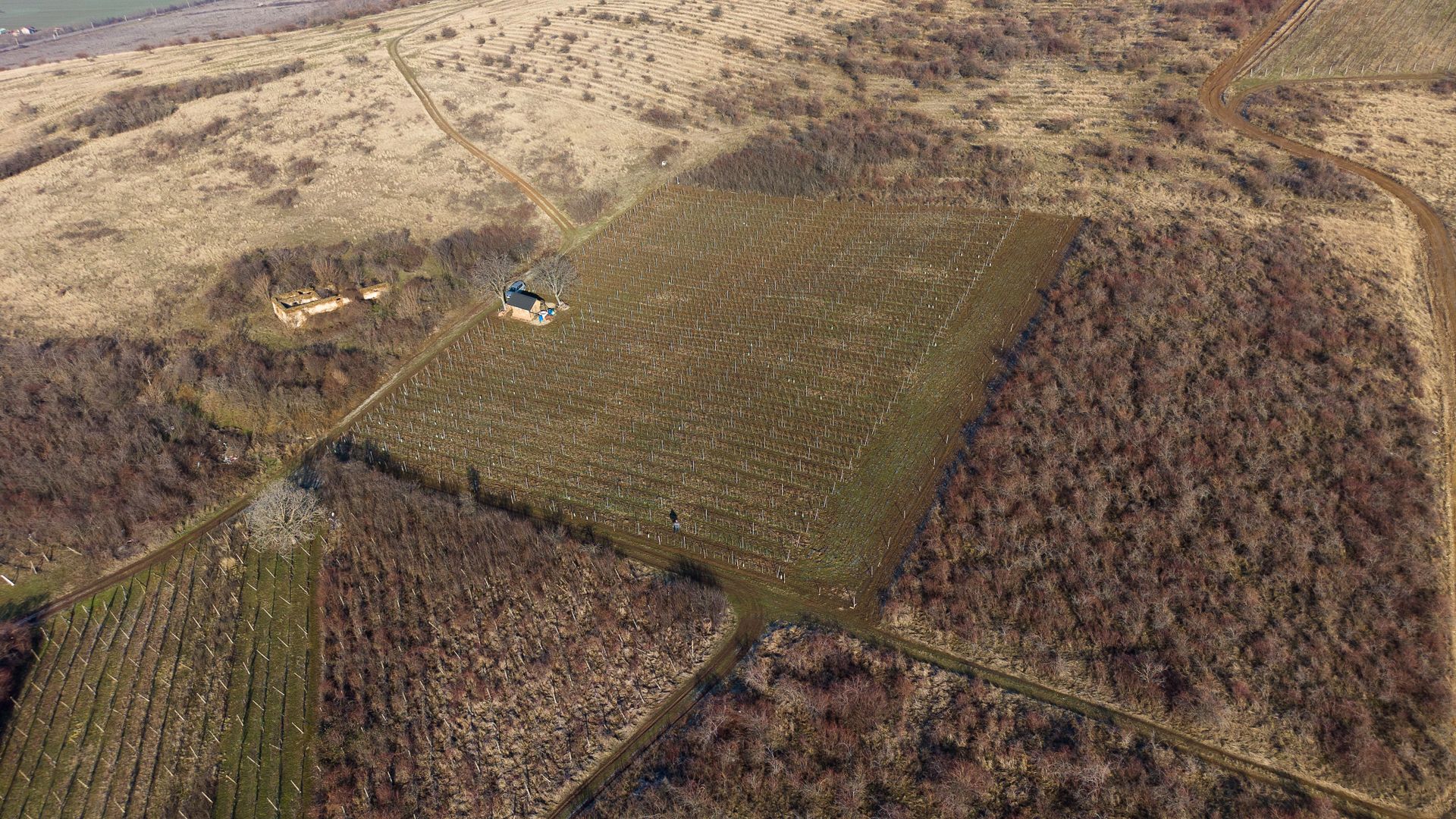 Vita-de-vie Premium  teren de 6800 mp în Covăsinț - Poză 4