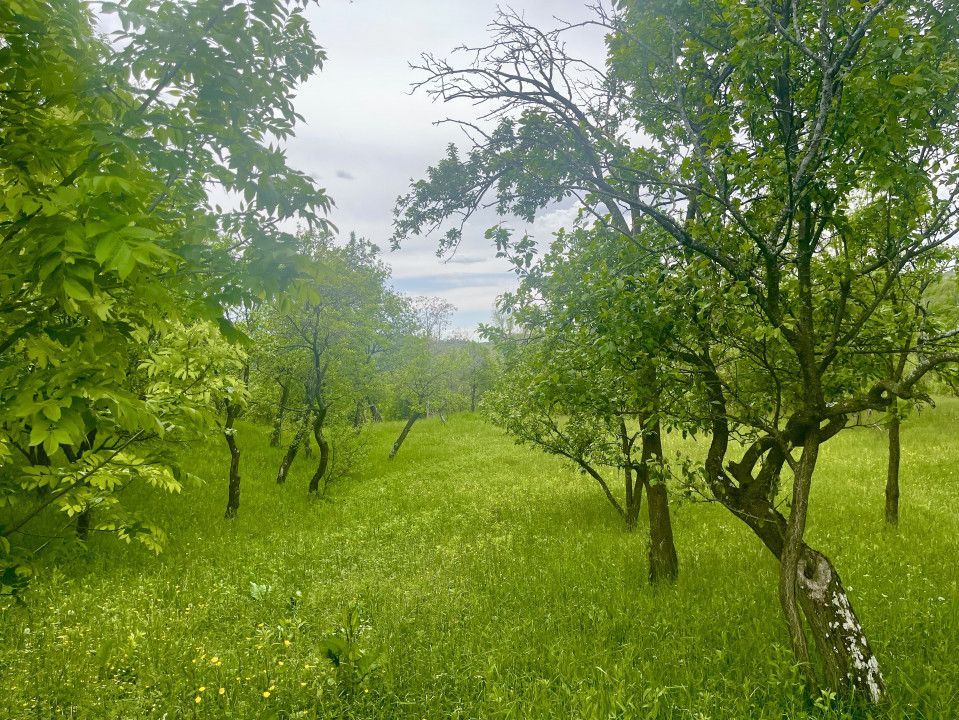 Teren intravilan Sotrile 6762 mp – Investitie, camping, agroturism - Poză 2