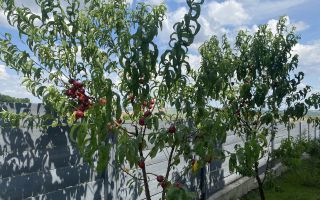 Casă parter 115 mp utili, 3 dormitoare, 2 băi, mobilată și utilată, Breazu–Iași - Poză 10