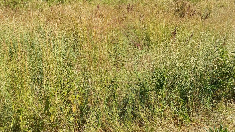 TEREN INTRAVILAN ÎN MARGA-LA DN68 JUD.CARAȘ-SEVERIN - Poză 7