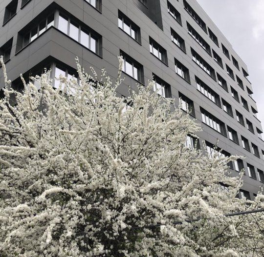 Spatiu comercial si   birouri intersectie Timpuri Noi, suprafata  250mp+terasa, - Poză 1