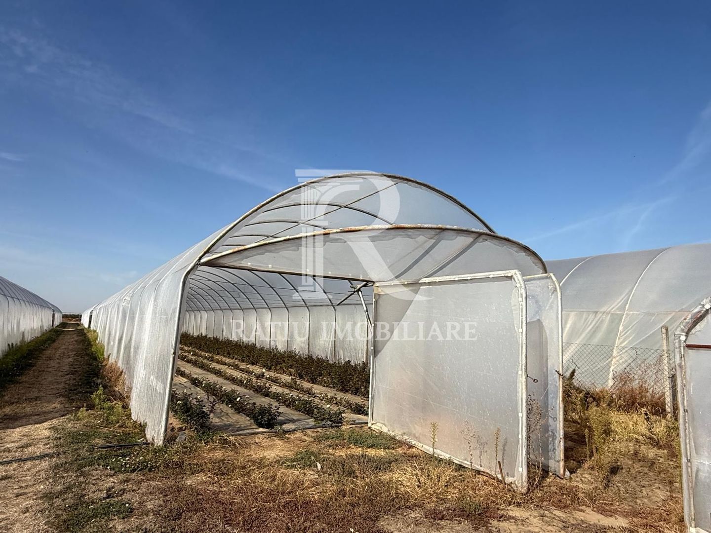 Teren intravilan agricol | 7029 mp | Satu Nou | Bihor - Poză 8