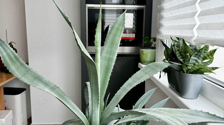 Garsonieră premium 40 mp, zona Arcul de Triumf, vedere spre gradina - Poză 5