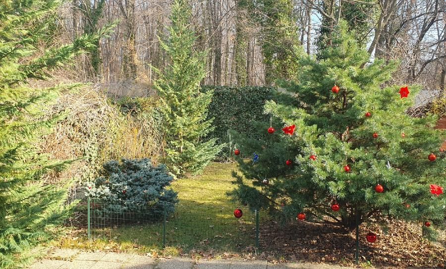 Vila langa padurea Baneasa, zona Liceul Francez, Sector 1, Bucuresti - Poză 3