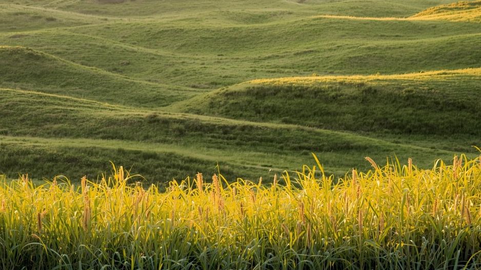 Vanzare Teren Extravilan Arabil, Pășune Chesint, Zabrani Arad, 48.86ha - Poză 5