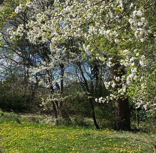 Casa individuala  - vedere spre padure - Parcul Sub Arini - Poză 39