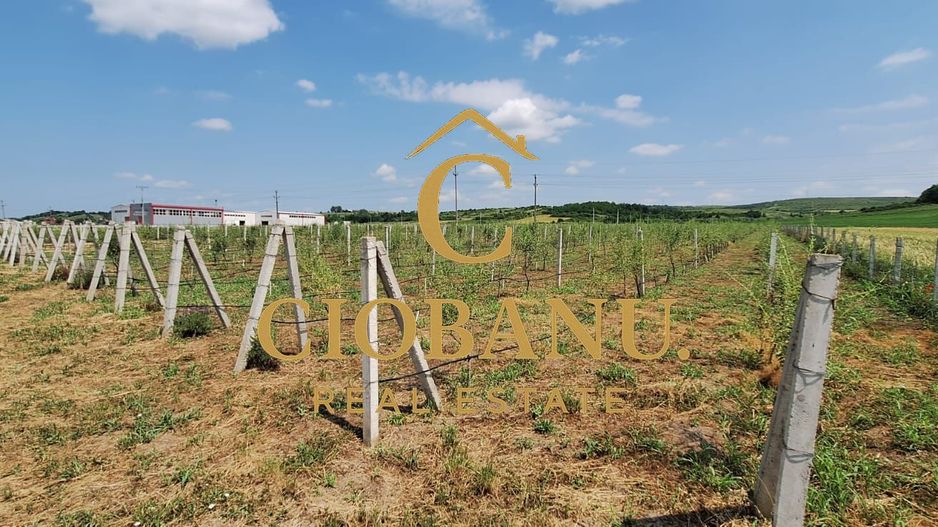 Teren intravilan cu PLANTATIE DE GOJII de vanzare in Racari - Poză 9