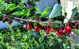 Cumpana | Spațiu și curte generoasă! | Casa familiei tale! - Poză 1