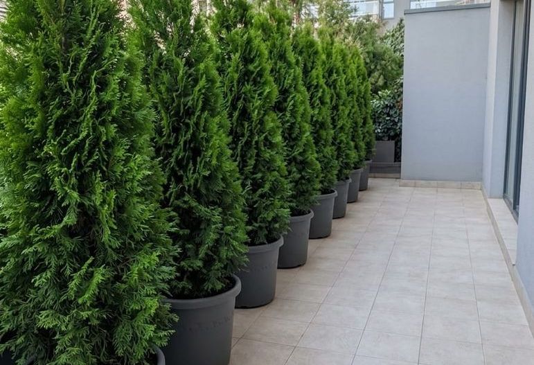 3 camere | Parter terasă 27 mp | Barbu Văcărescu | 2 parcări - Poză 12