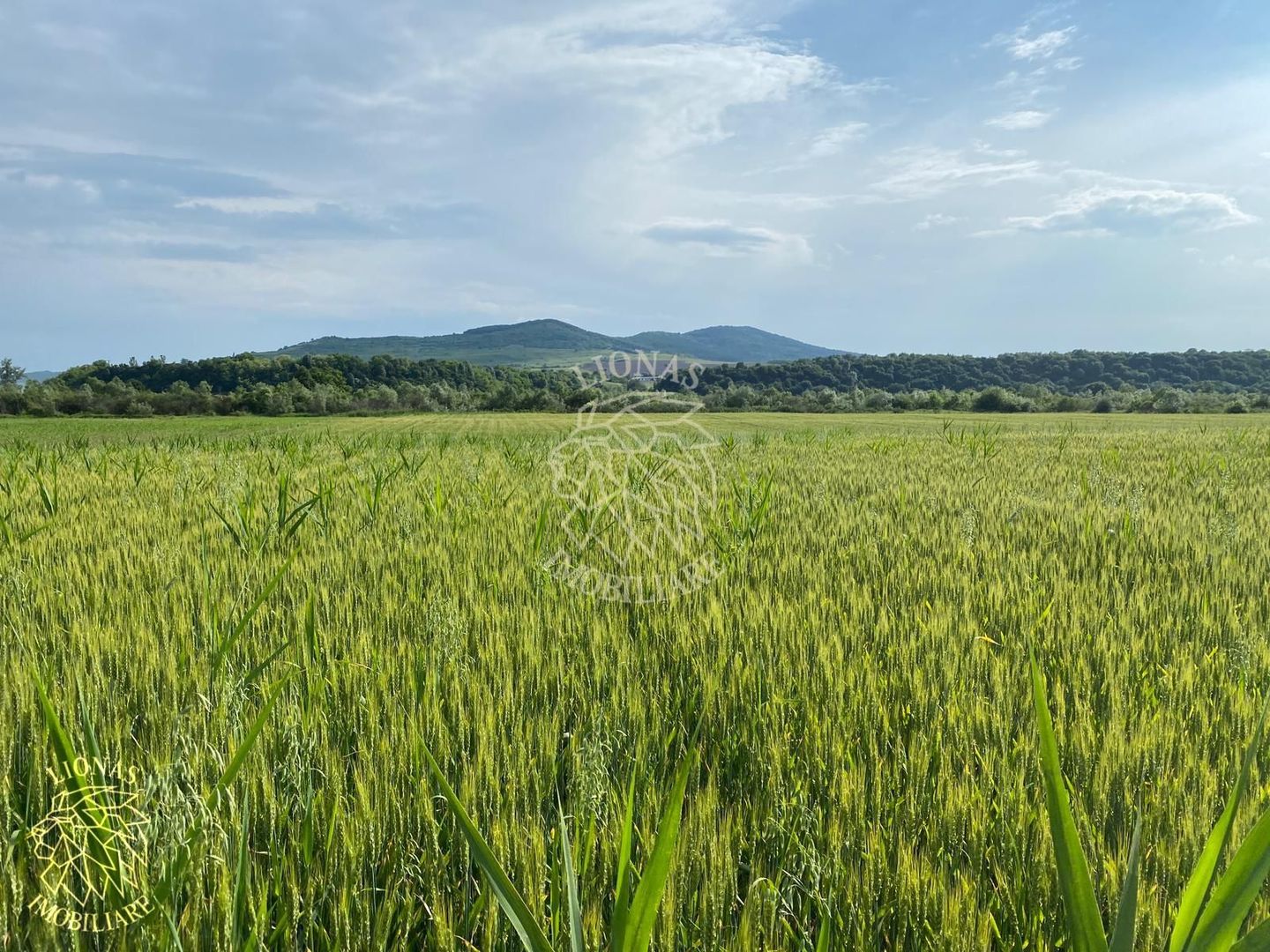 Teren -4.300 mp - Arabil - Chintelnic - Poză 4