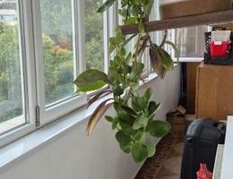 Inchiriez apartament Sos. Nicolina, deaspura ING, Iasi - Poză 7