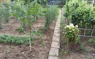 Casa 190 mp-teren 1860 mp-garaj-curte amenajata-Valea Sigmirului - Poză 8