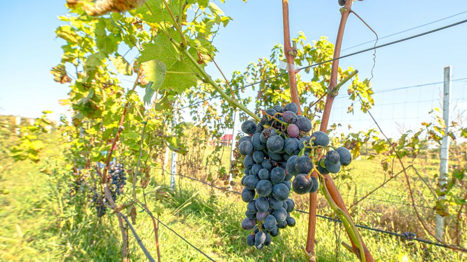 Pret redus Teren generos, intravilan in Șimand - Poză 5