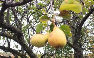 Teren 3,3 ha pentru viață la natură – livadă, liniște, Strunga Iași - Poză 7