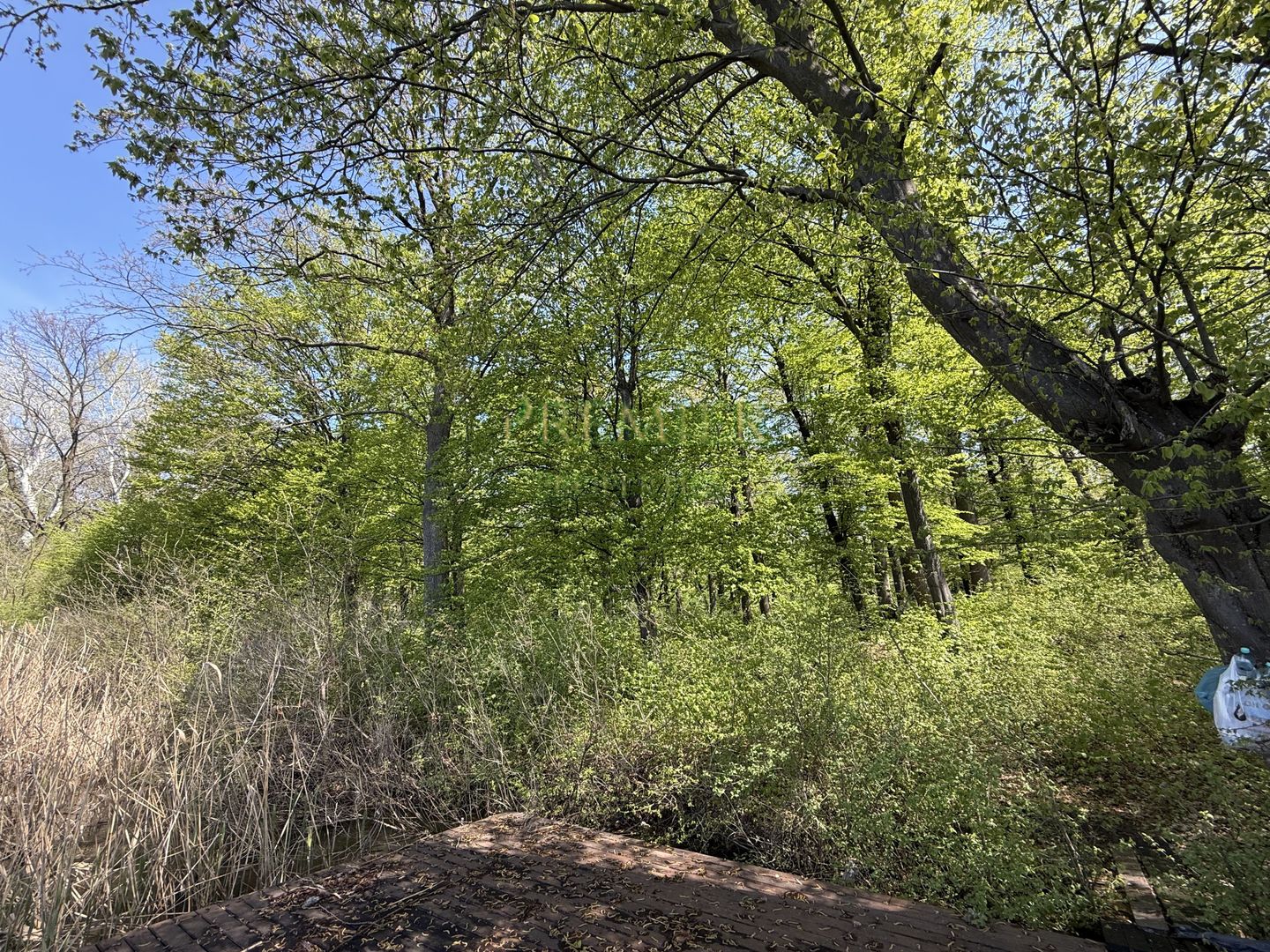 TEREN 7000 MP| DESCHIDERE 40 ML | INTRAVILAN-PADURE | POT 5% | TEREN UNIC | - Poză 6