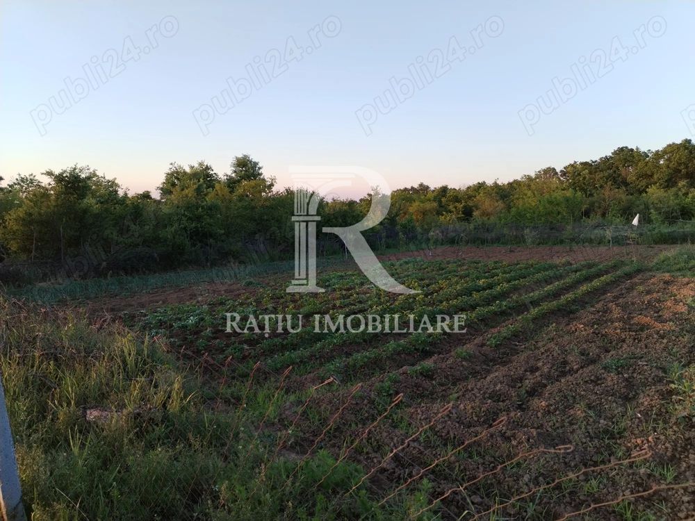 Teren intravilan 888 mp | Front 24 ml | Paleu - Poză 2