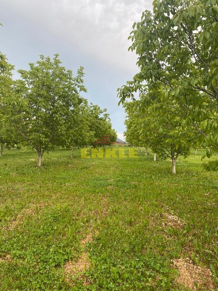 De vânzare livada cu nuci - Poză 2