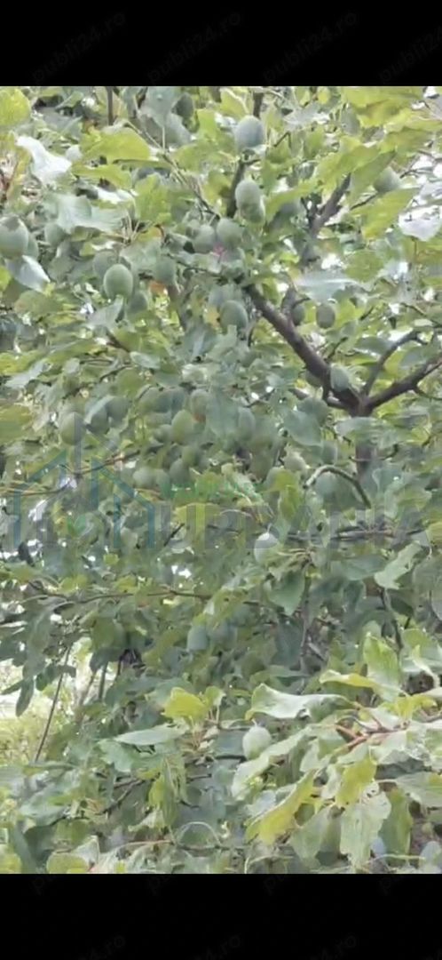 Livadă pe rod de 1570 mp, cu acces facil, în Muntenii de Jos, județul Vaslui - Poză 5