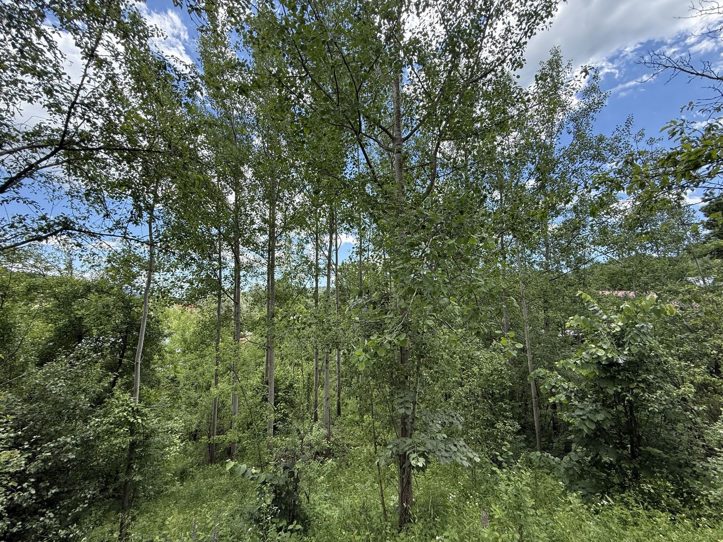 Teren intravilan 1859 mp Plaiu Provita de Sus la asfalt ! - Poză 6
