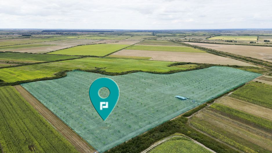 Livadă BIO de nuci de vânzare lângă Cermei - Poză 1