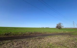 Teren 41,49 ari Ghidighici | deschidere 122 m | agricol | investiție - Poză 7
