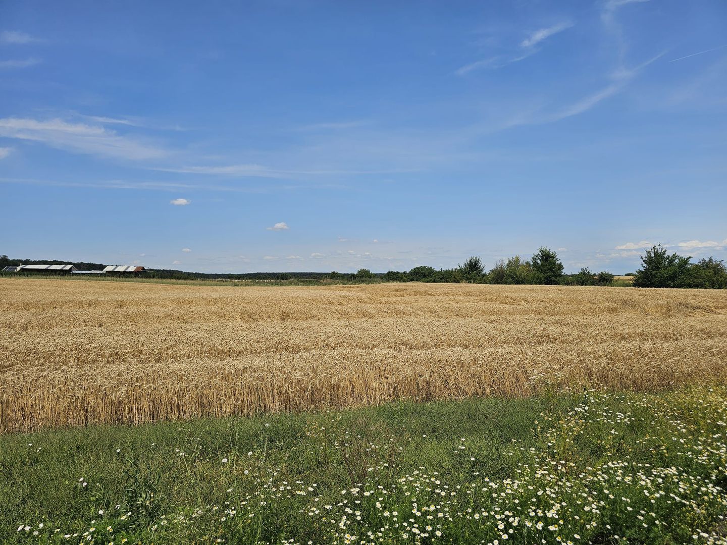 Vanzare Teren Intravilan Buftea, 750mp, str. Ulmului, Pista Biciclete - Poză 2
