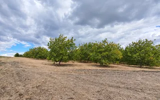 LIVADĂ DE NUCI – 24,5 HA | ȚÎNȚĂRENI, ANENII NOI - Poză 11