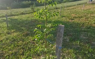 Teren cu o priveliste superba langa padure - Poză 7