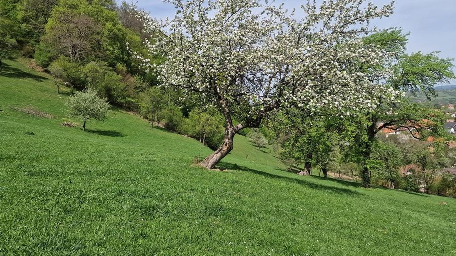 Langa emblematicul Castelul Bran, in areal colinar, 5.700mp intravilan - Poză 14