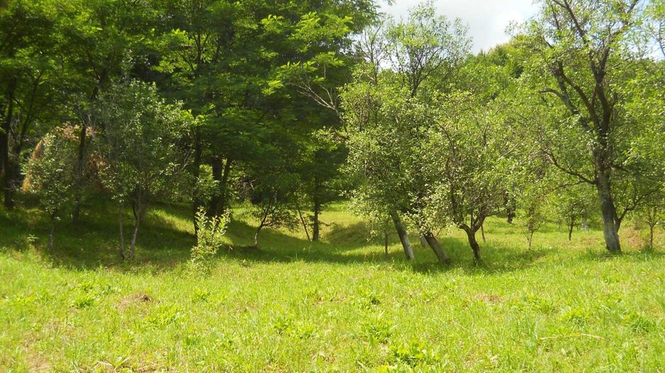 Teren Breaza de Jos, Prahova, Podu Vadului, 3750 mp (posibilitate si de 6000 mp) - Poză 4