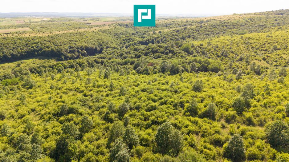 TEREN AGRICOL EXTRAVILAN  22.900 MP LIPOVA - Poză 14