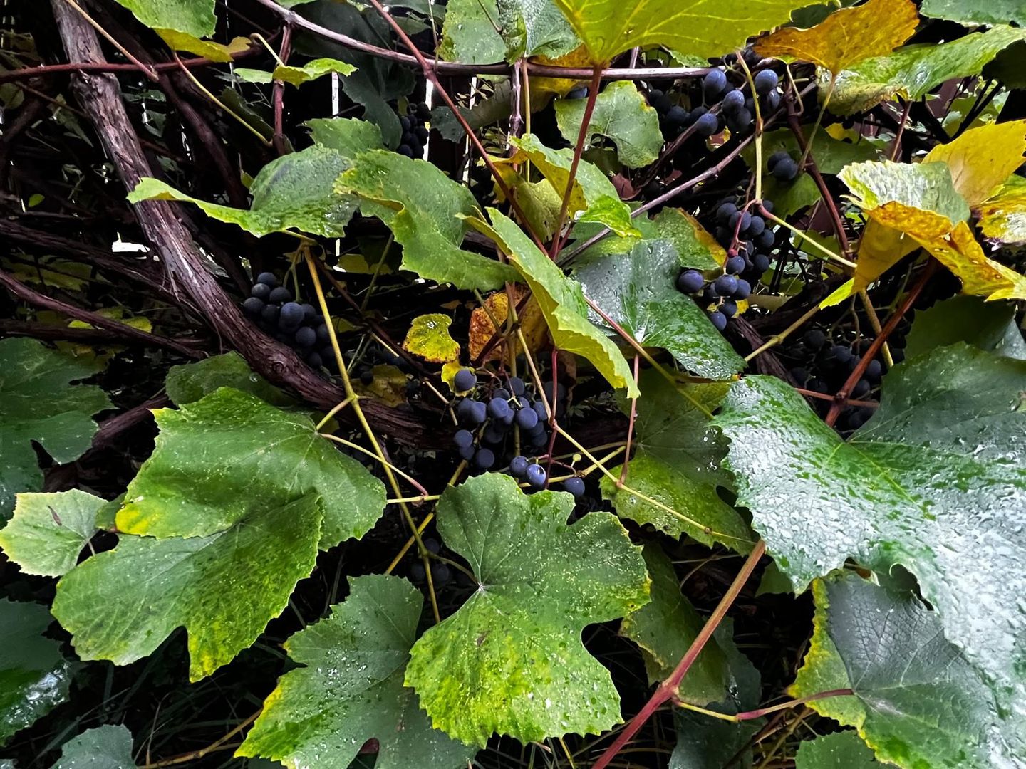 Casă complet renovată, pentru locuință sau pensiune turistică! - Poză 21