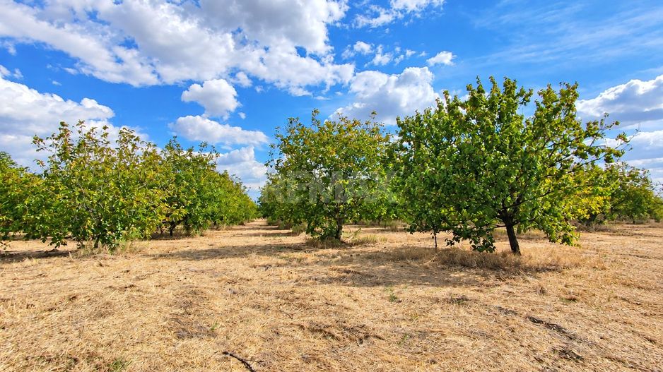 LIVADĂ DE NUCI – 24,5 HA | ȚÎNȚĂRENI, ANENII NOI - Poză 6
